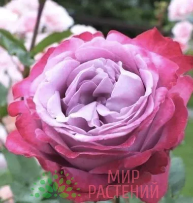 Картинка розы Роза блю ривер в формате webp для использования на сайте