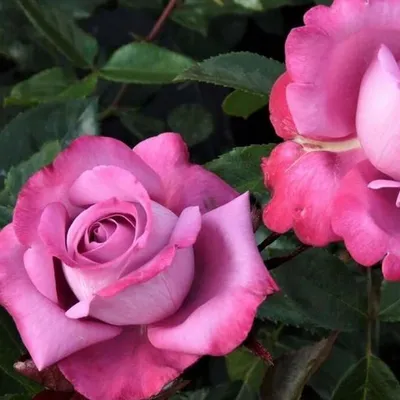 Фото розы Роза блю ривер с возможностью изменения размера
