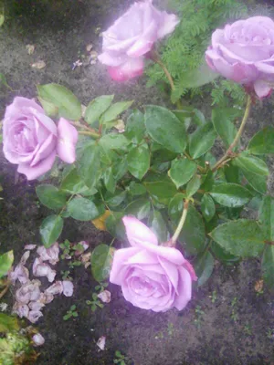 Изображение розы Роза блю ривер с эффектом насыщенных цветов