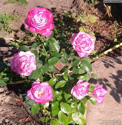 Картинка розы Роза блю ривер в формате webp для использования в галерее