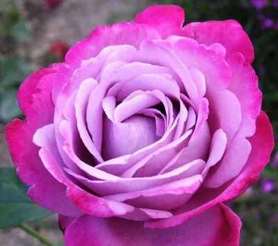 Фото розы Роза блю ривер с возможностью изменения соотношения сторон