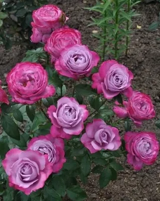 Изображение розы Роза блю ривер с эффектом дождя
