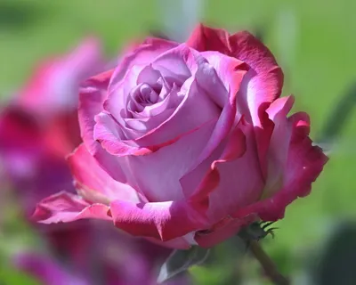 Картинка розы Роза блю ривер в формате webp для использования в презентации