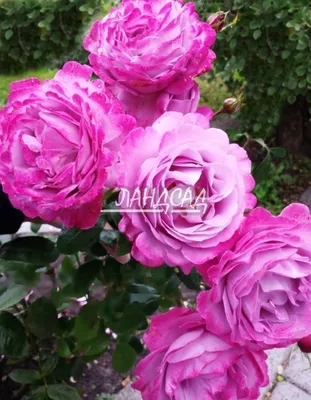 Фото розы Роза блю ривер с возможностью кропа