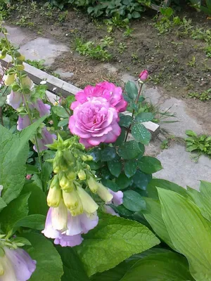 Фото розы Роза блю ривер в маленьком размере для миниатюры