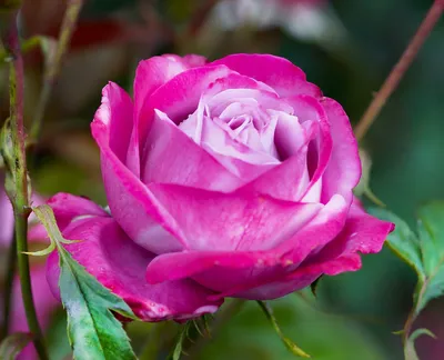 Изображение розы Роза блю ривер с эффектом зеркального отражения