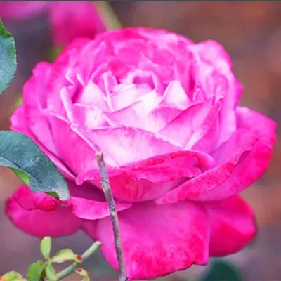 Изображение розы Роза блю ривер с эффектом обработки HDR