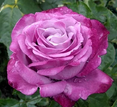 Роза блю ривер: фото высокого разрешения в jpg формате