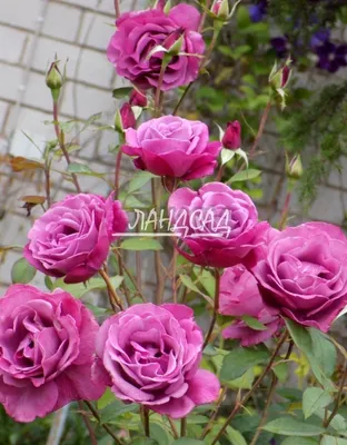 Изображение розы Роза блю ривер для скачивания в png