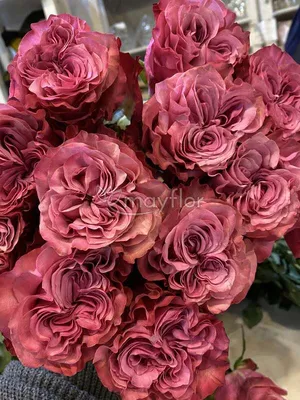 Фото розы блюз для сохранения в png формате