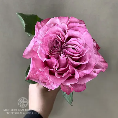 Уникальная картинка розы блюз в png формате