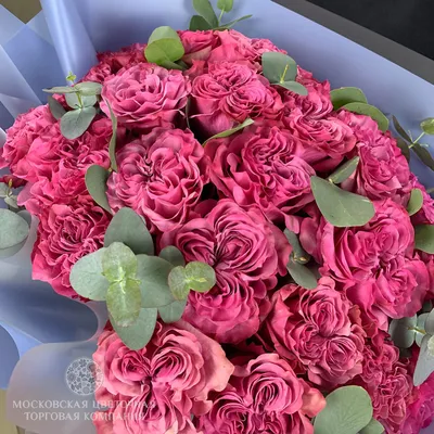 Фотография розы блюз в формате PNG для скачивания