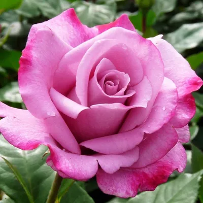 Фотография розы блюз в высоком разрешении в формате webp
