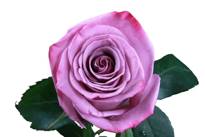 Фотография розы блюз - истинная красота