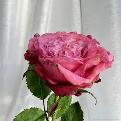 Уникальная картинка розы блюз для вашего просмотра