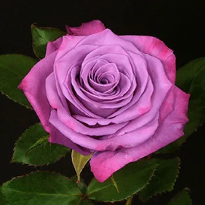 Фото розы блюз: красота в чистом виде