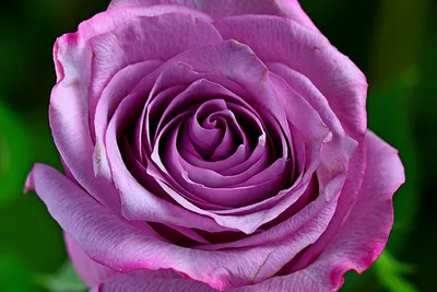 Фото розы блу нил в высоком разрешении