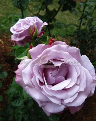 Роза блу нил - красивая фотография