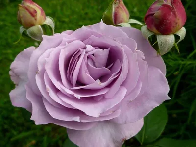 Фото розы блу нил в формате webp