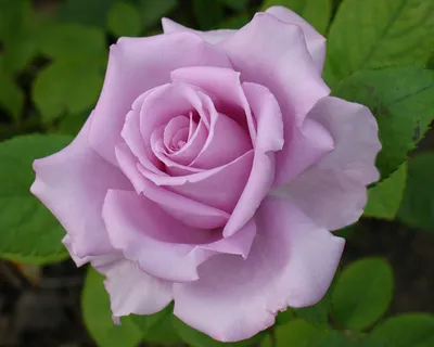 Уникальное изображение розы блу нил