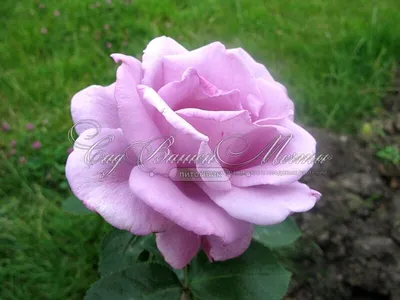 Фотография розы блу нил с возможностью изменения размера