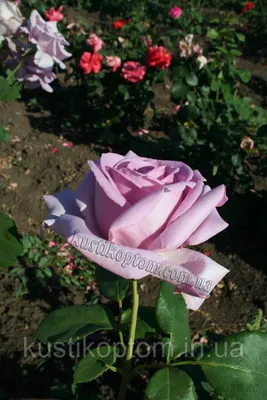 Изображение розы блу нил с высоким качеством