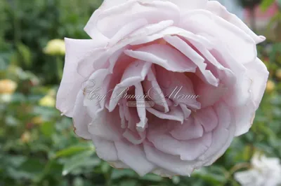Уникальная фотография розы блу нил