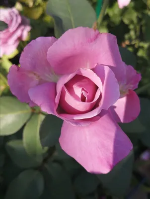 Роза блу нил - изображение для использования в дизайне