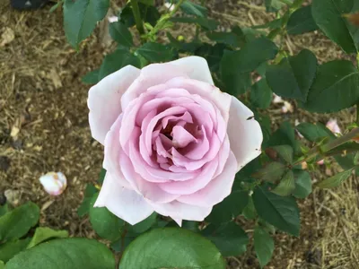 Фотография розы блу нил с возможностью выбора размера