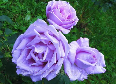 Роза блу нил - фото с яркими красками