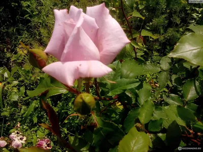 Привлекательная картинка розы блу нил в jpg