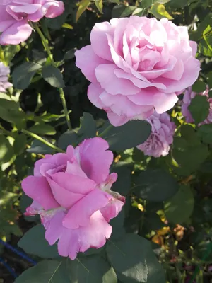 Изображение розы блу нил в png для скачивания