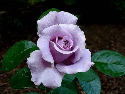 Качественная фотография розы блу нил