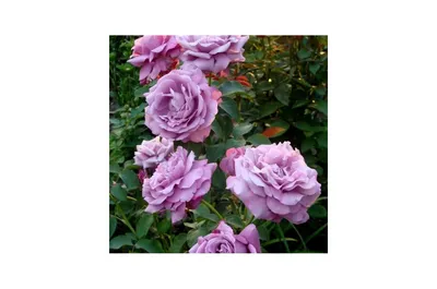 Роза блу нил - фото для романтического настроения
