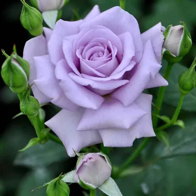 Фото розы блу нил со стильным оформлением