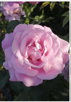 Уникальная фотография розы блу нил в высоком разрешении