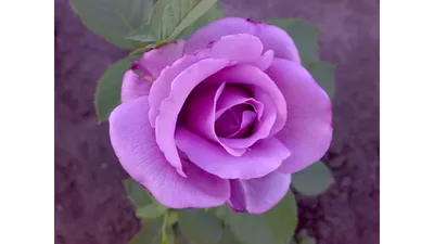 Фотография розы блу нил с изменяемым размером