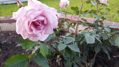 Роза блу нил - фото с яркими красками в png