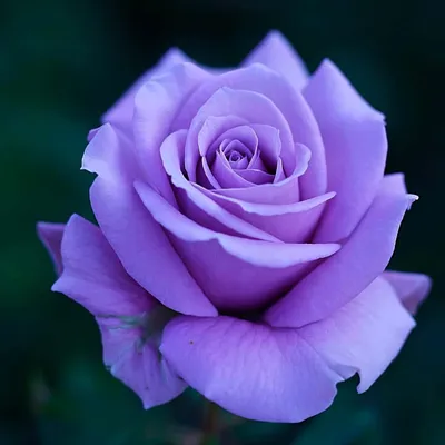 Привлекательная картинка розы блу нил в jpg для скачивания