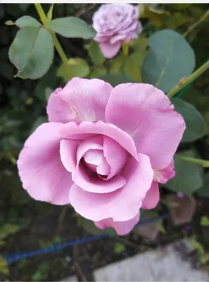 Качественное изображение розы блу нил