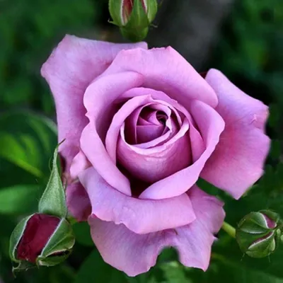 Уникальная картинка розы блу нил