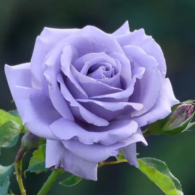 Фото розы блу нил с оригинальным оформлением