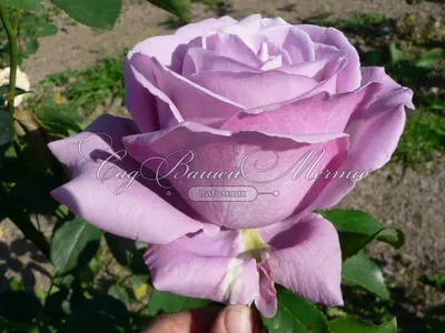 Фотография прекрасной розы блу нил