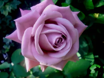 Роза блу нил - фото с большим размером