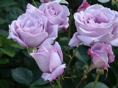 Стильная фотка розы блу нил