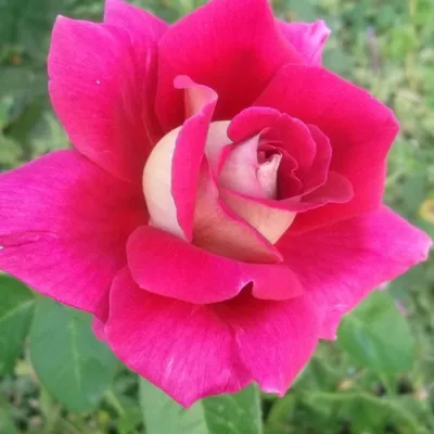 Загрузка красивого изображения розы большого театра