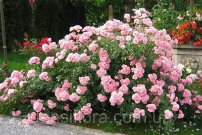 Шикарная картинка розы боника 82 в формате png