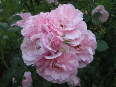 Изображение розы боника 82 в формате webp: скачать бесплатно