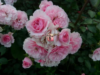 Фото розы боника 82 с ярким солнечным светом