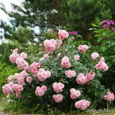 Изображение розы боника 82 в формате png для скачивания